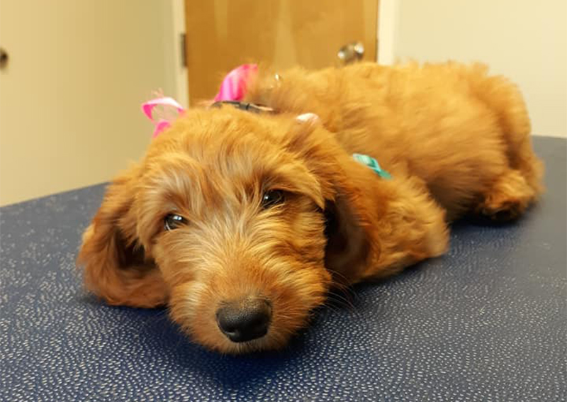 Dog Veterinary Care, Princeton
